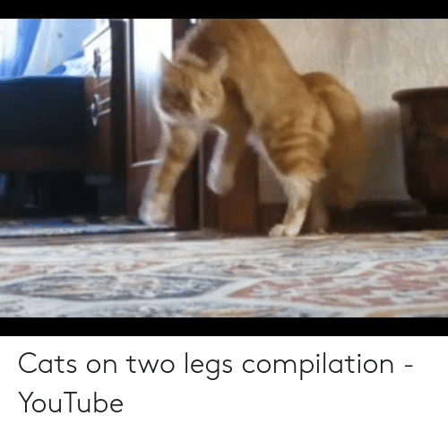 Videos de funny cat compilation