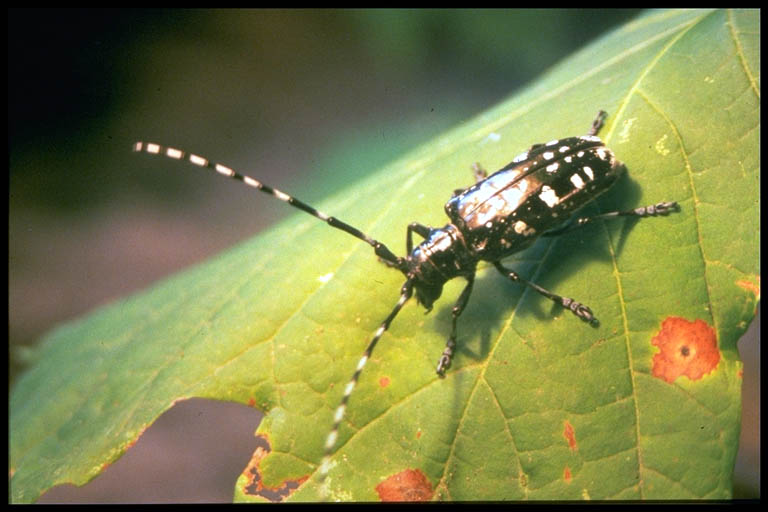 best of Beetle larvae longhorned Asian