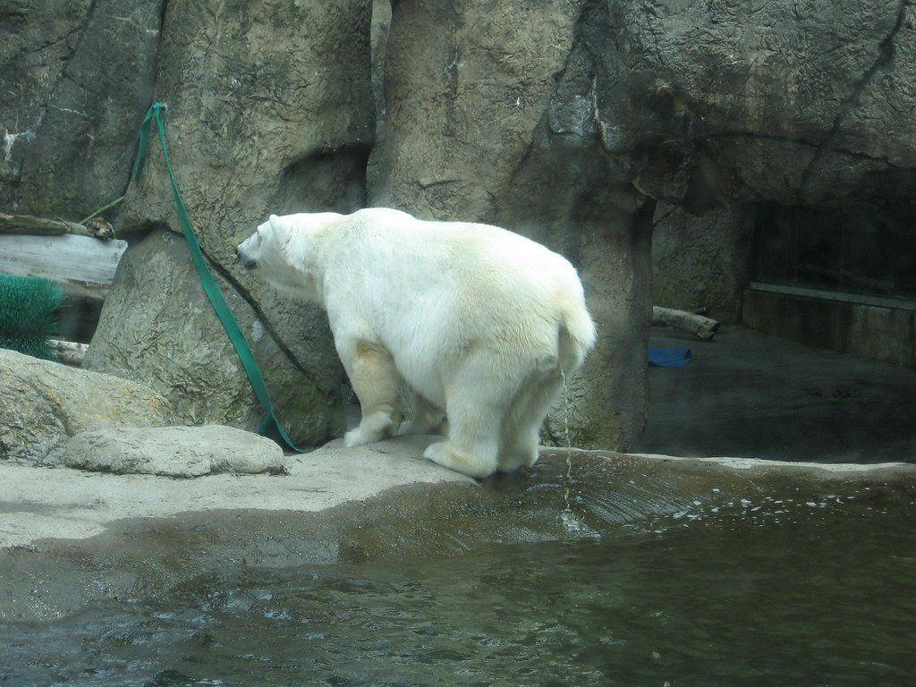 Polar bear piss