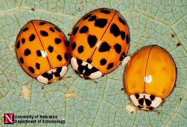 Asian ladybugs in house