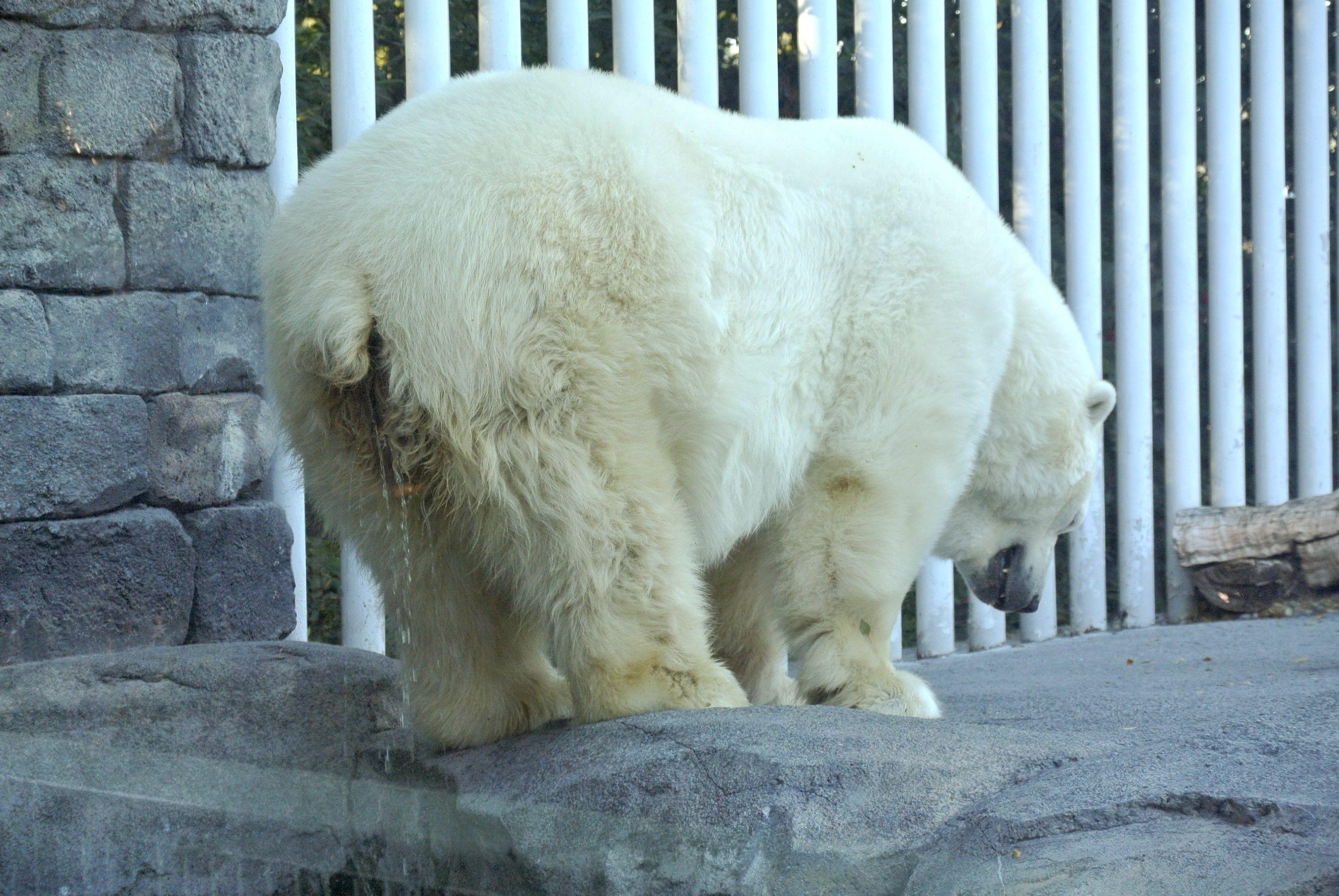Glitzy reccomend Polar bear piss
