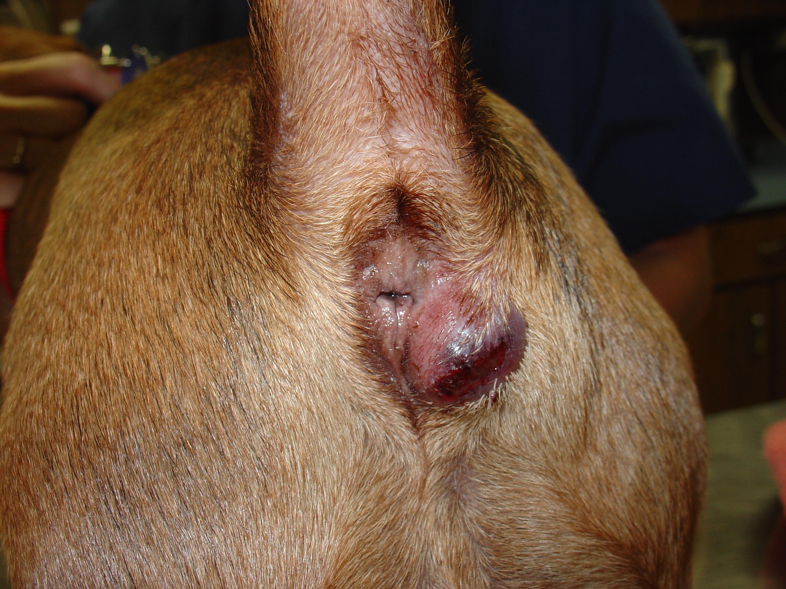 best of Emptying clearing Canine anal