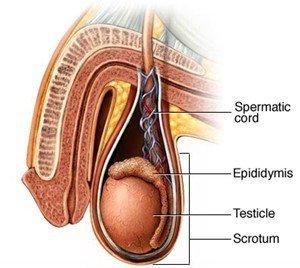 best of Vasectomy retrieval After sperm