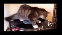 best of Compilation funny Videos de cat