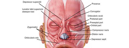 Fuse recommend best of facial contractures Involunatary muscle