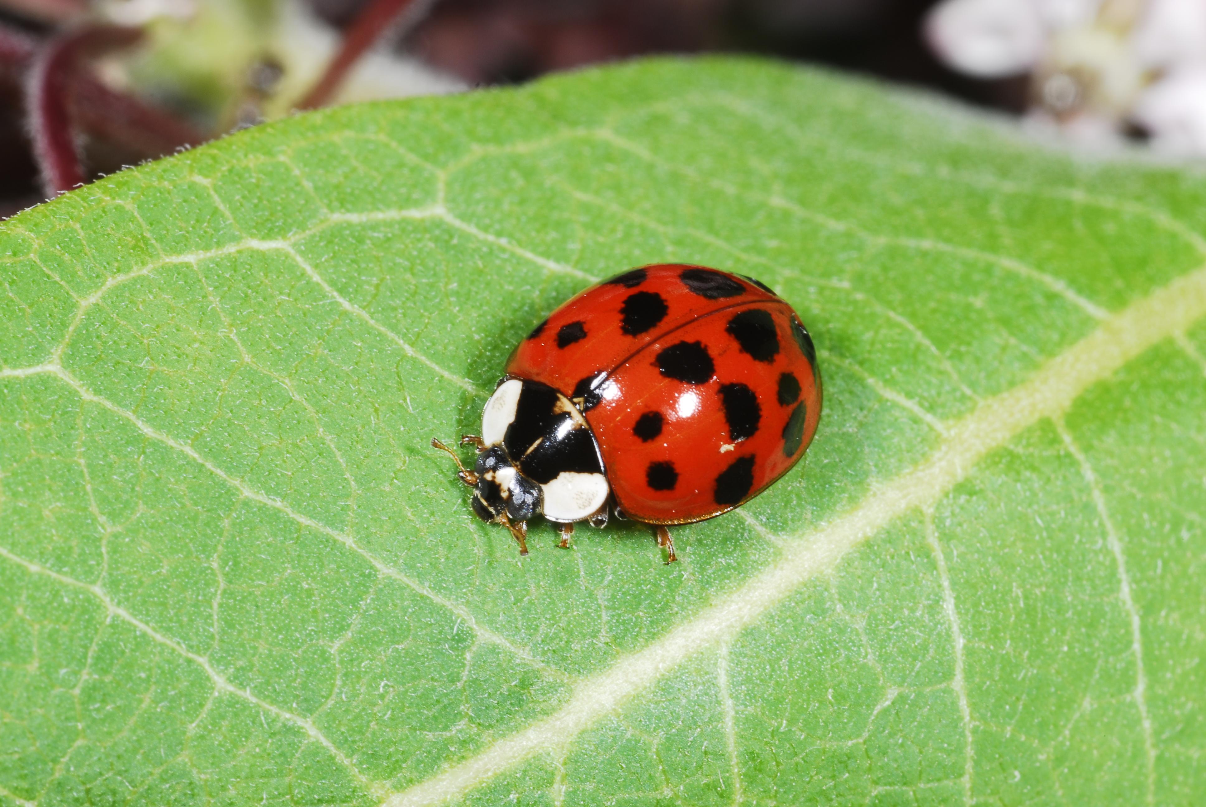 best of In house ladybugs Asian