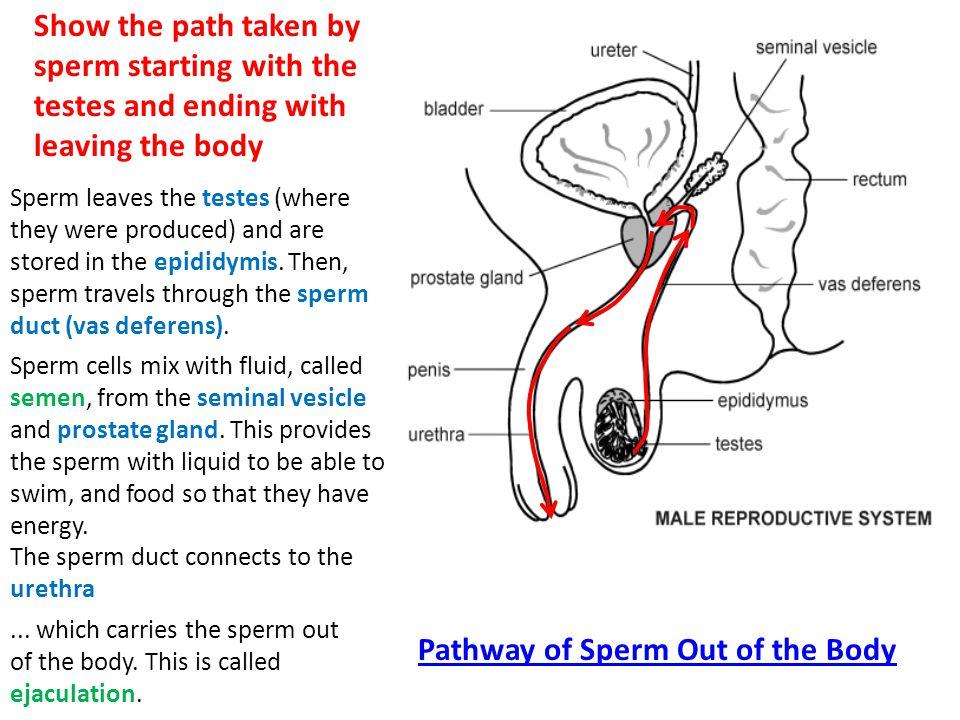 Sienna reccomend Lifespan of sperm inside female body