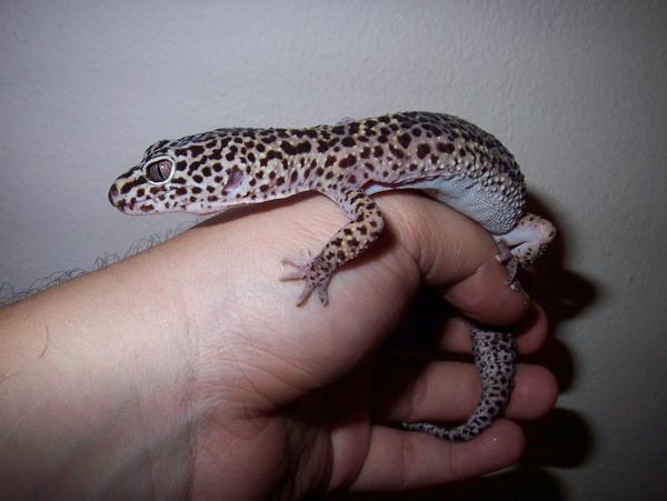My leapard geckos anus