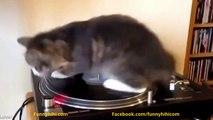 Videos de funny cat compilation