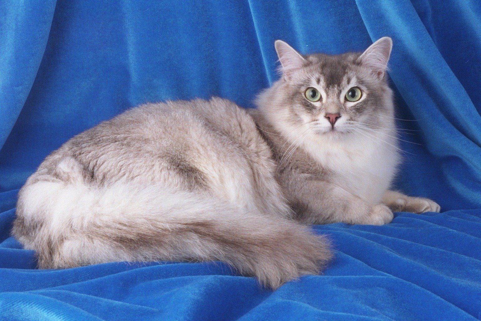 Dollface reccomend Asian semi longhair cat