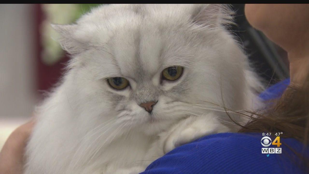 Retrograde recommendet Asian semi longhair cat