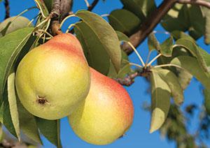 best of Pollinator Asian pear apple
