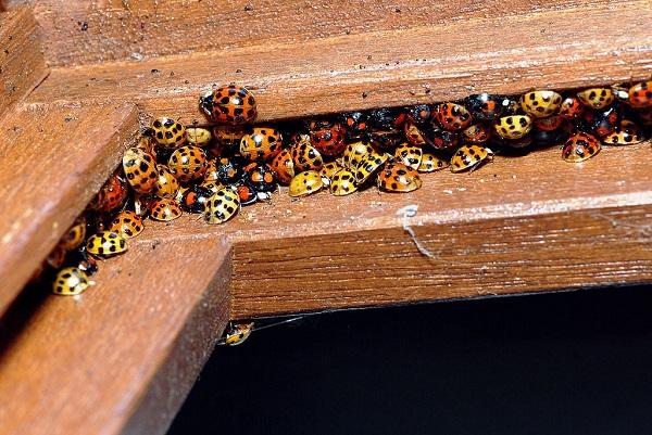 Asian ladybug removal