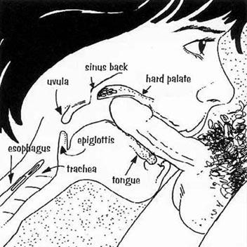 best of Of deepthroat Anatomy