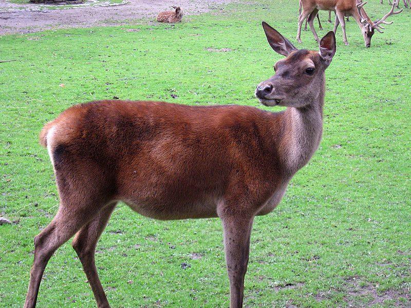 best of Red Central deer asian