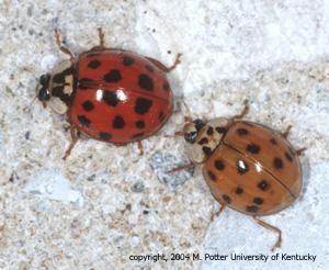 Snicky S. recommendet removal Asian ladybug