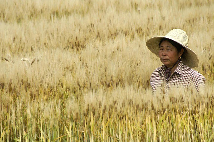 Asian rice crisis