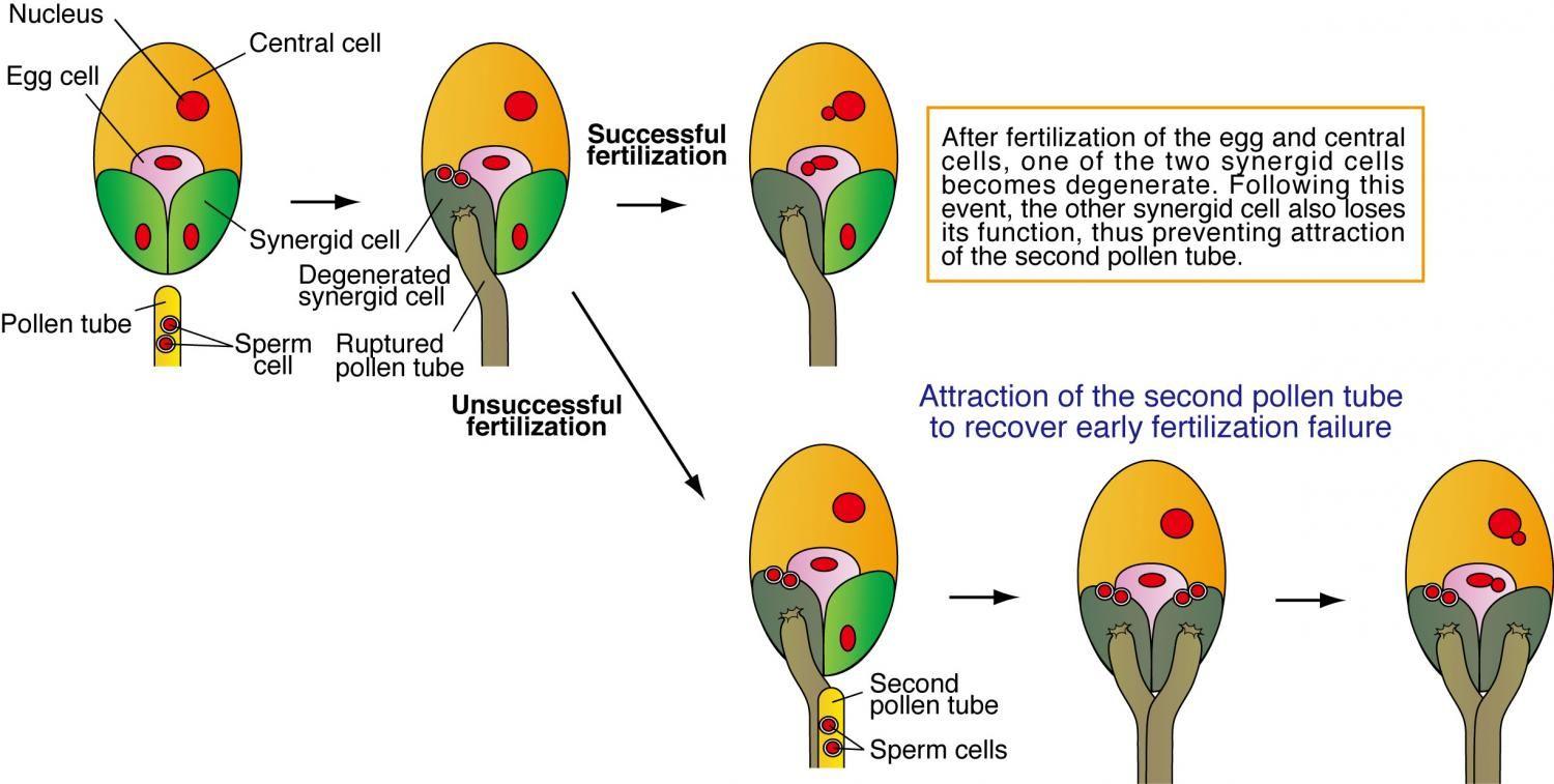 Mature fertilized plant ovules