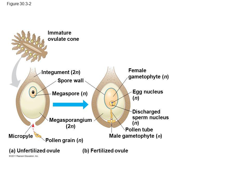 Homer reccomend Mature fertilized plant ovules